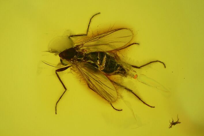 Fossil Fly (Diptera) In Baltic Amber #142259